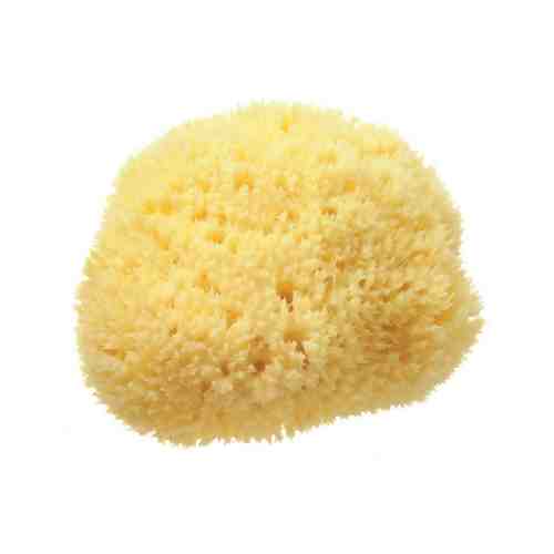 Натуральный спонж для тела Hydrea London Honeycomb Sea Sponge Mарт. ID: 948349