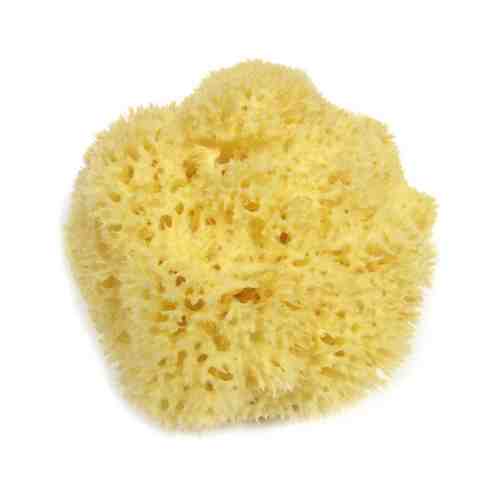 Натуральный спонж для тела Hydrea London Honeycomb Sea Sponge Sарт. ID: 948350